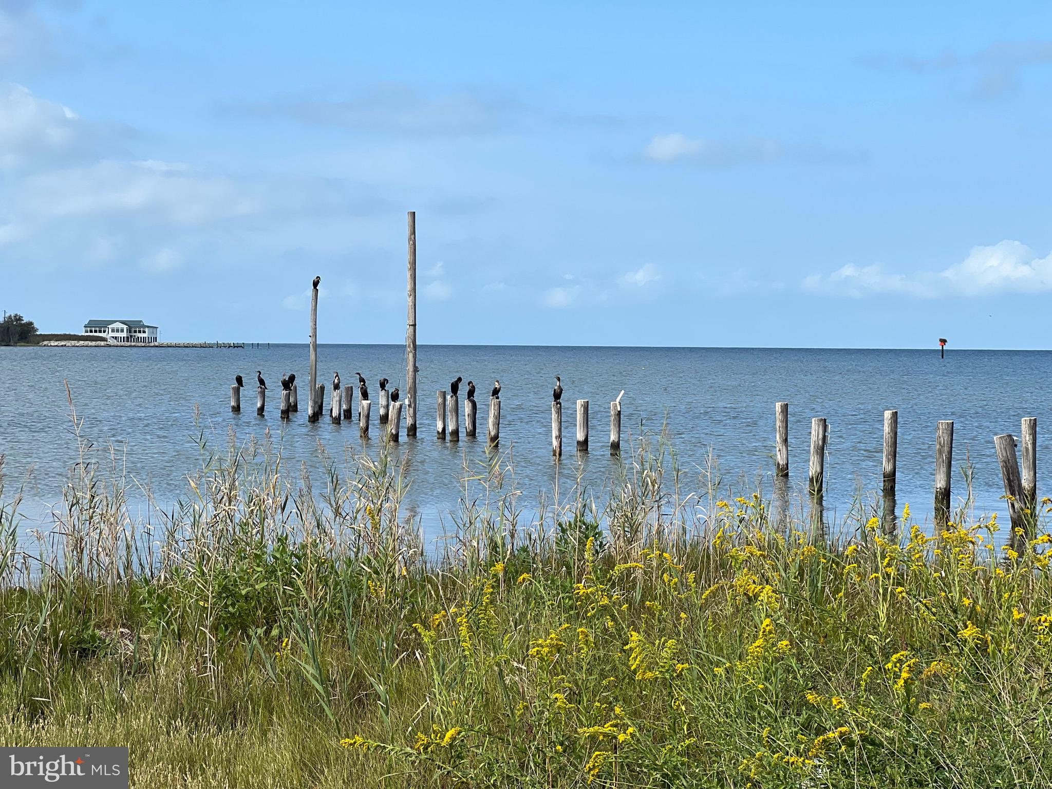 25980 Rumbley Road Westover, MD 21871 - Photo 71 of 78 Wild Life