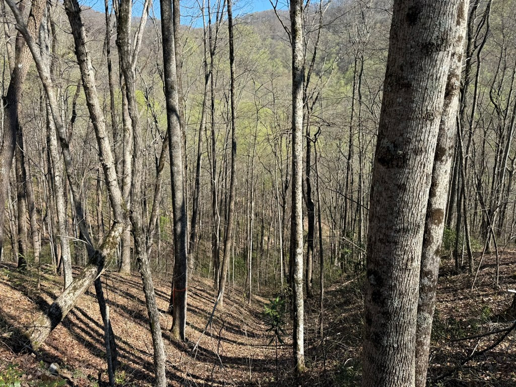 Tbd Clearview Lane Murphy, NC 28906 - Photo 25 of 29 Timber