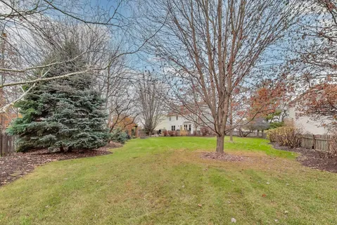 a view of a tree in a yard