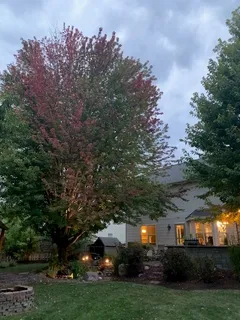 front view of a house with a tree