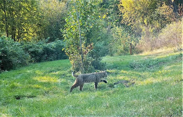 $460,000 | 2801 McNitt Road, Kettle Falls, WA 99141