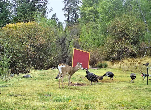 $460,000 | 2801 McNitt Road, Kettle Falls, WA 99141