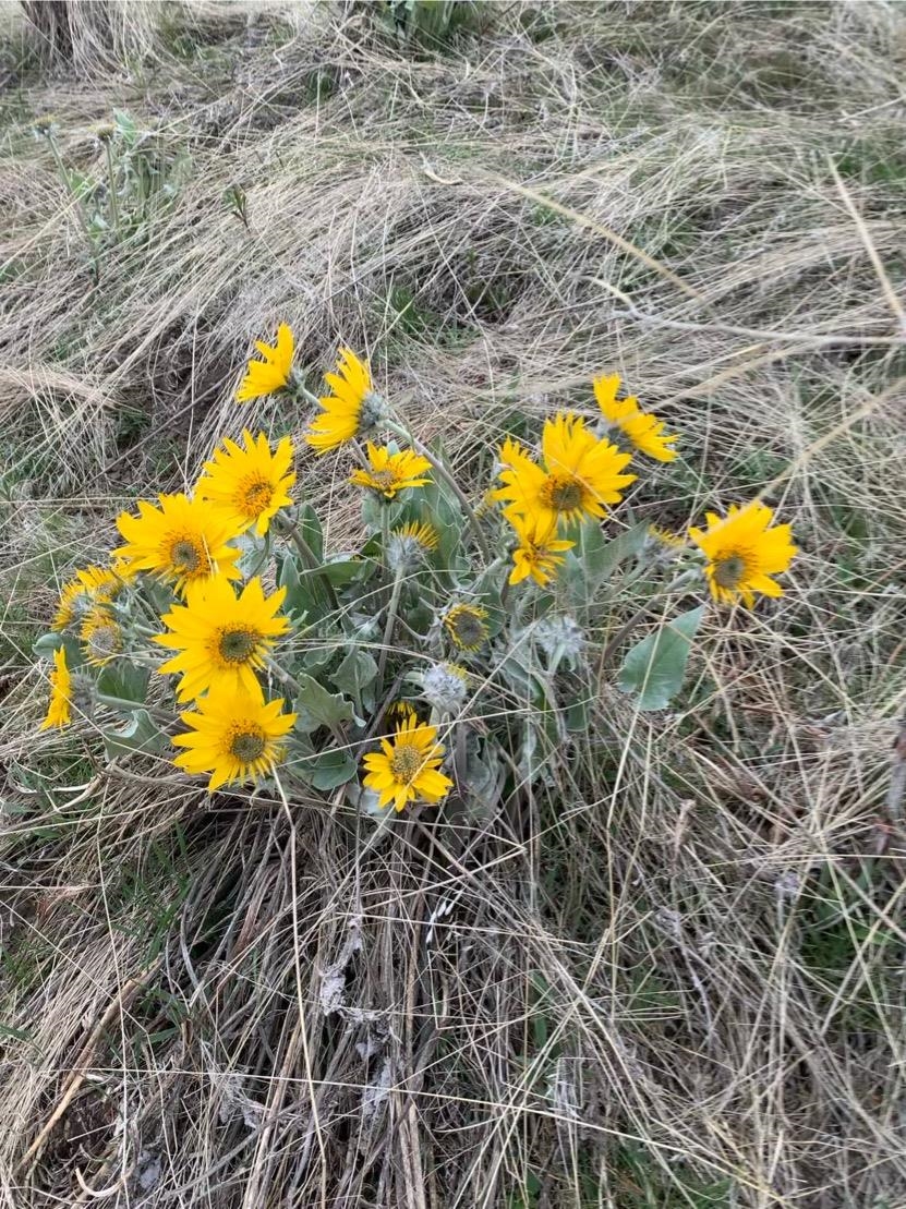 2801 McNitt Road Kettle Falls, WA 99141 - Photo 22 of 46