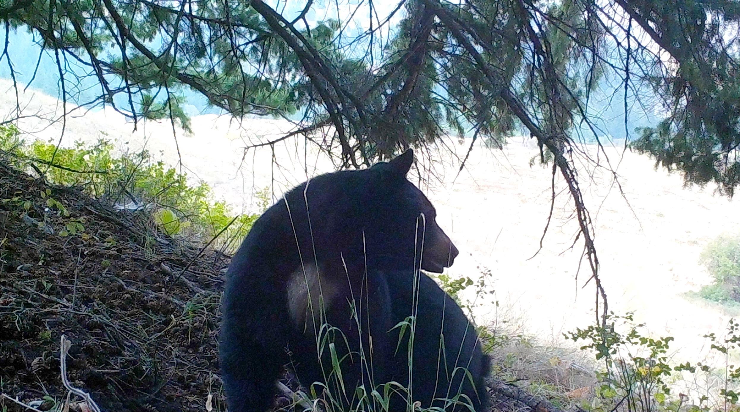 2801 McNitt Road Kettle Falls, WA 99141 - Photo 34 of 46