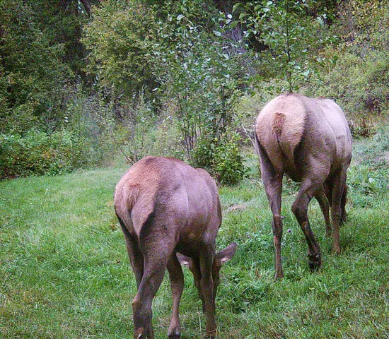 $460,000 | 2801 McNitt Road, Kettle Falls, WA 99141