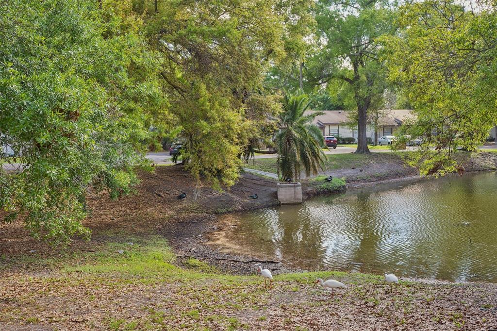 10307 Councils Way Temple Terrace, FL 33617 - Photo 48 of 50 a view of a lake with a house in the background