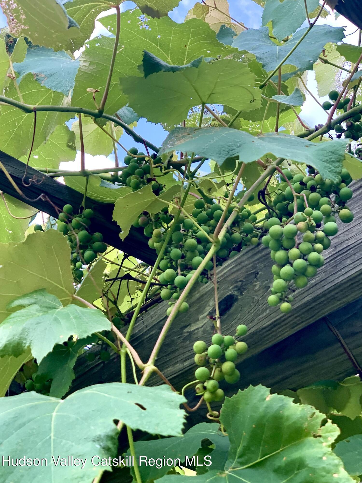 477 Campbell Road Windham, NY 12496 - Photo 11 of 45 grapes