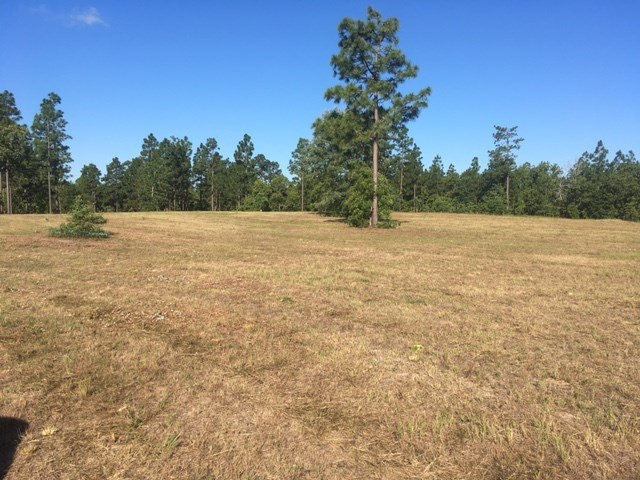 33.14-ac Pine Acres Road Windsor, SC 29856 - Photo 5 of 6