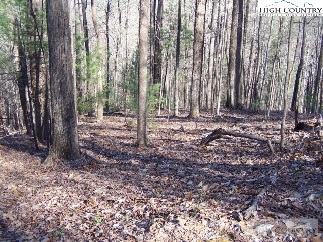 Bauer Lane Deep Gap, NC 28618 - Photo 9 of 44 a view of a backyard with trees