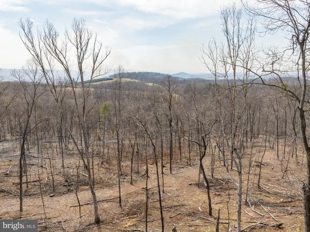a view of a forest filled with trees