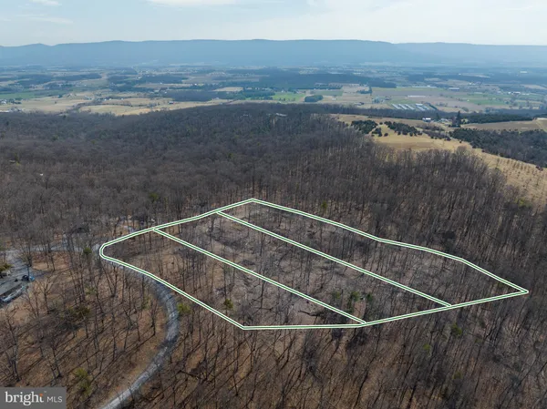 a view of a forest with trees in the background