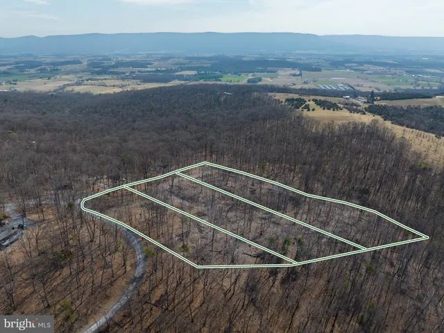 a view of a forest with trees in the background