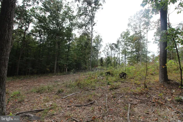 a view of a forest with trees in the background