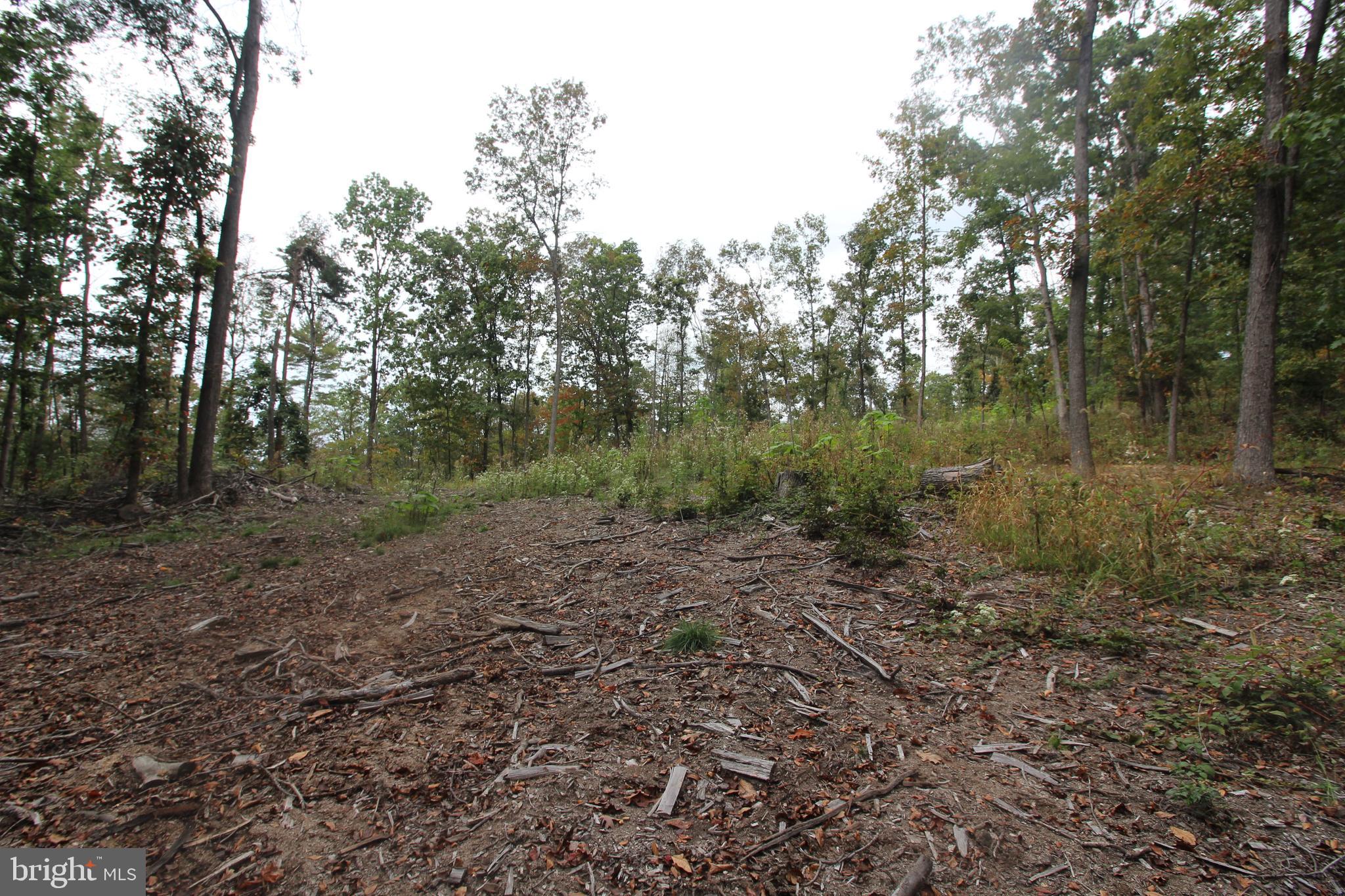 0 Mockingbird Lane Mount Jackson, VA 22842 - Photo 10 of 11 a view of a forest with trees in the background