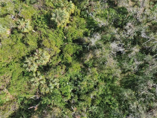 a view of a forest with trees in the background