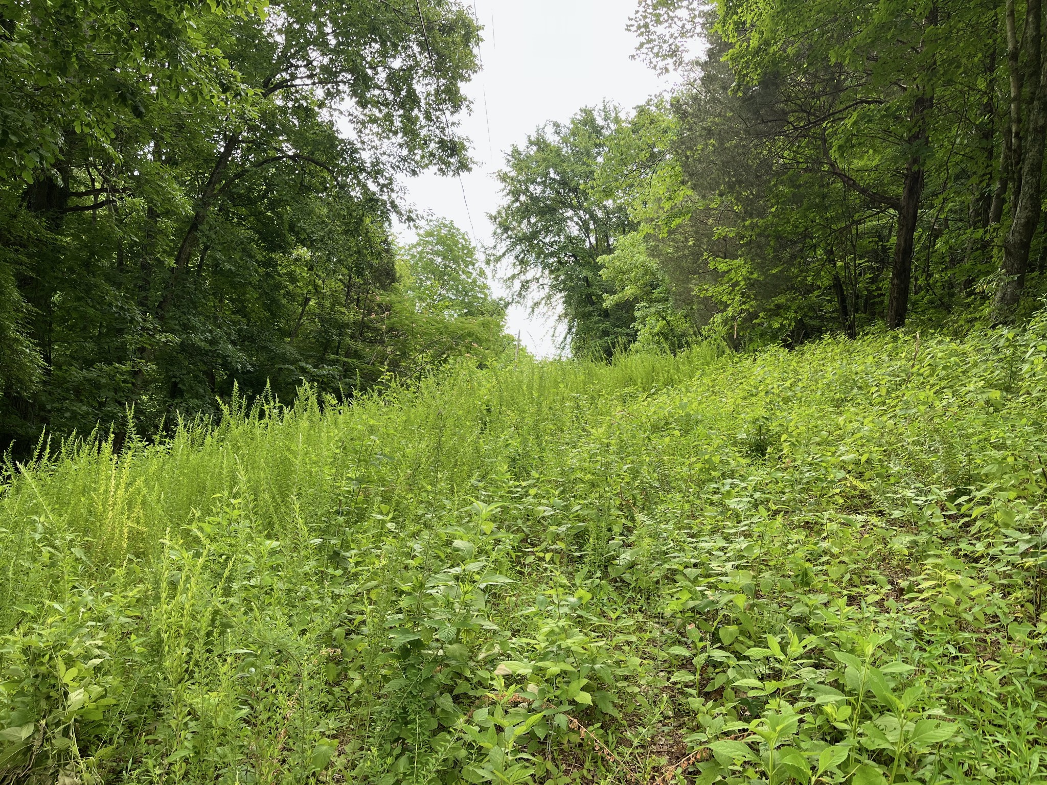 135 Dillehay Hollow Road Pleasant Shade, TN 37145 - Photo 23 of 47