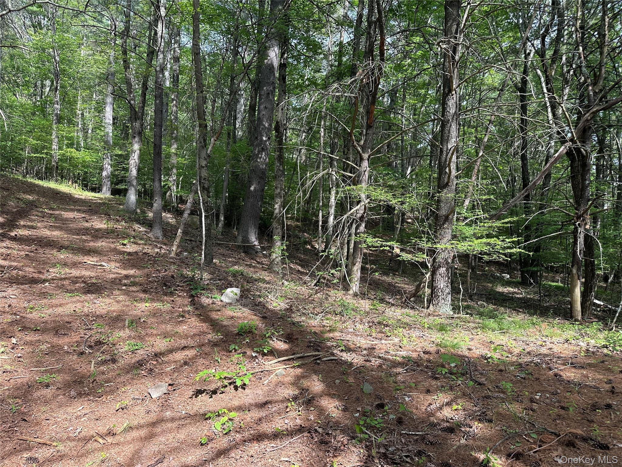 804 Hearts Content Road Cairo, NY 12473 - Photo 18 of 34 a view of outdoor space with trees