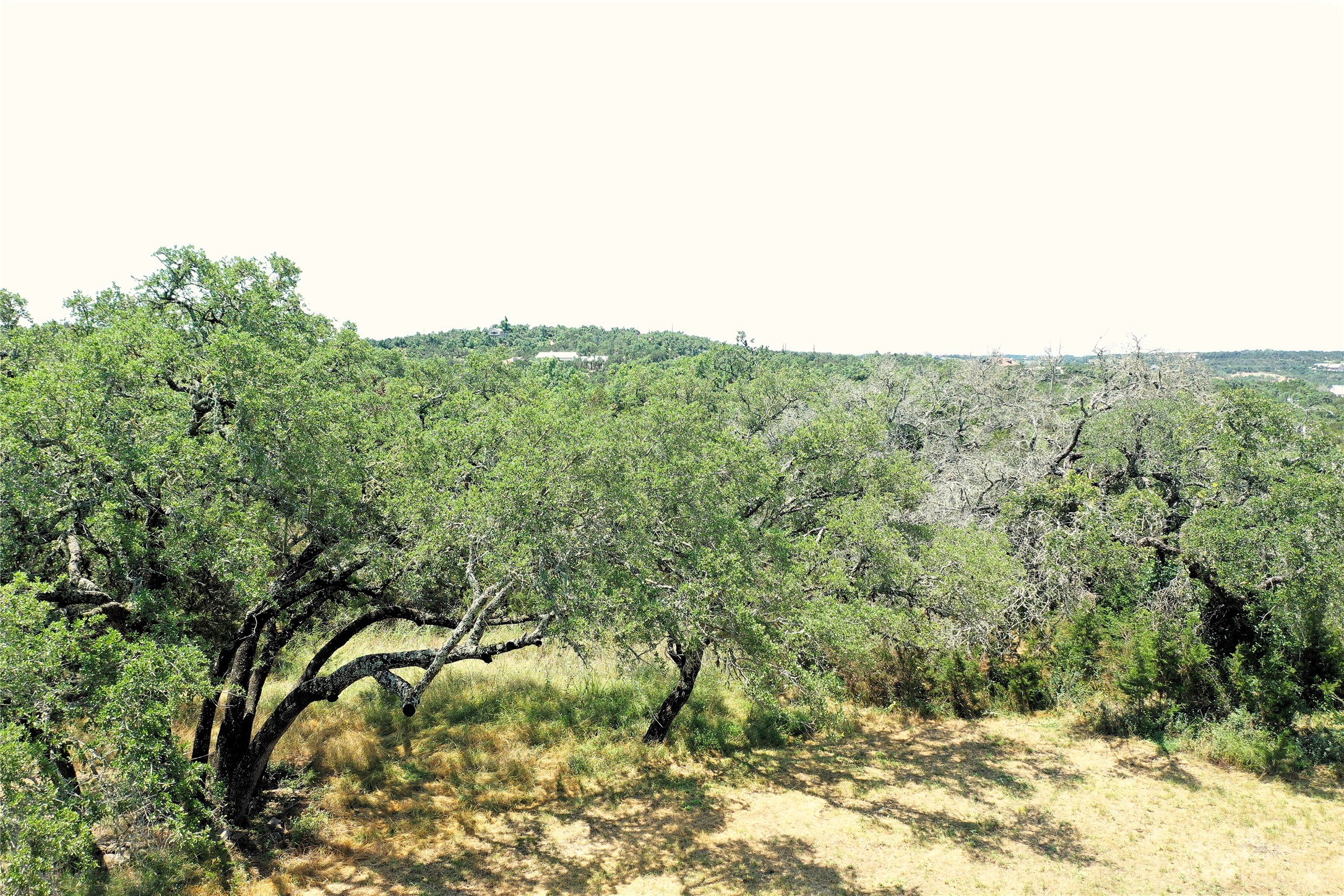 12600 Trail Driver Street Austin, TX 78737 - Photo 12 of 15 a view of a dry yard with trees
