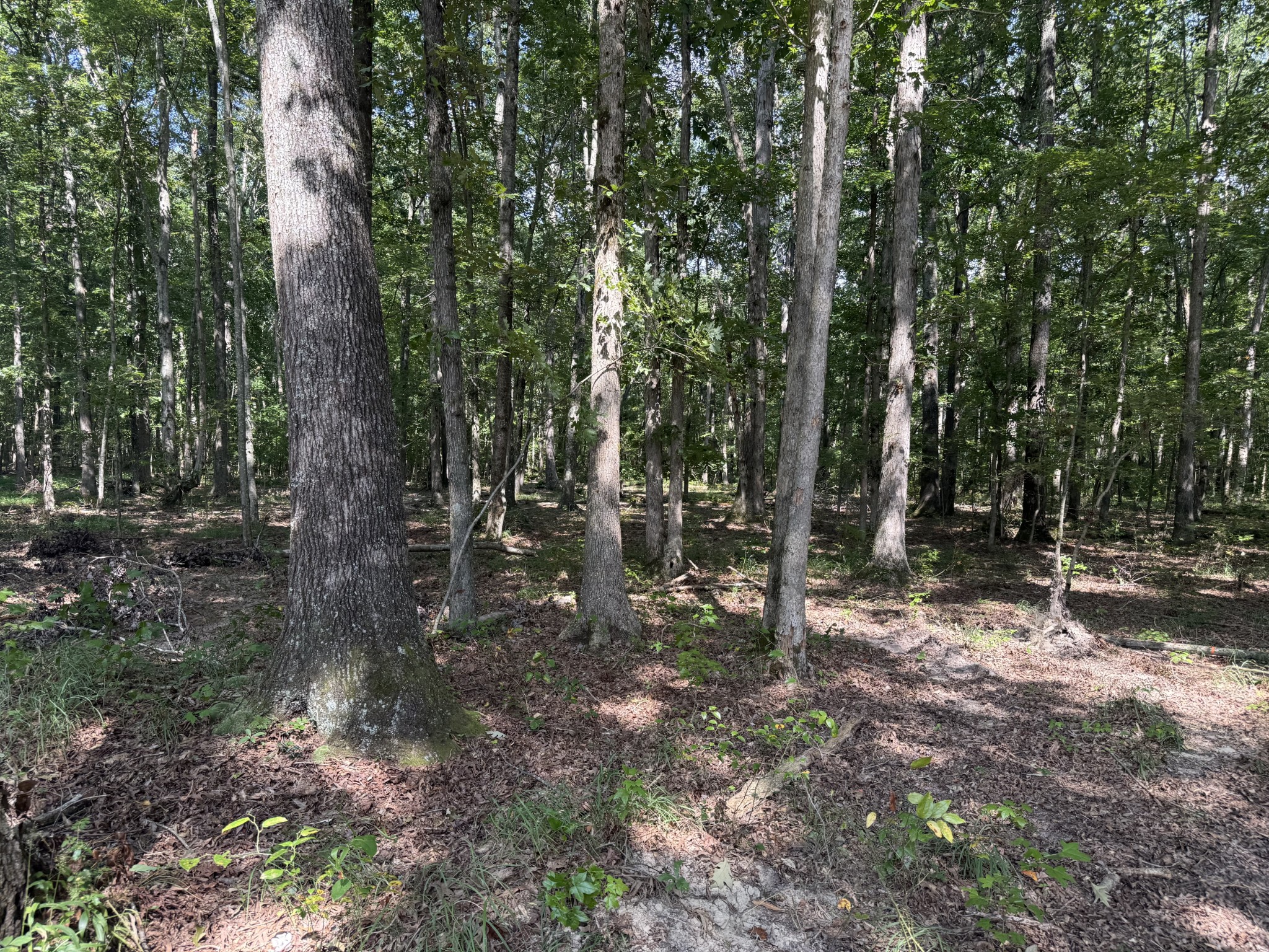 0 Old Baxter Road Silver Point, TN 38582 - Photo 13 of 18 a view of a forest with trees