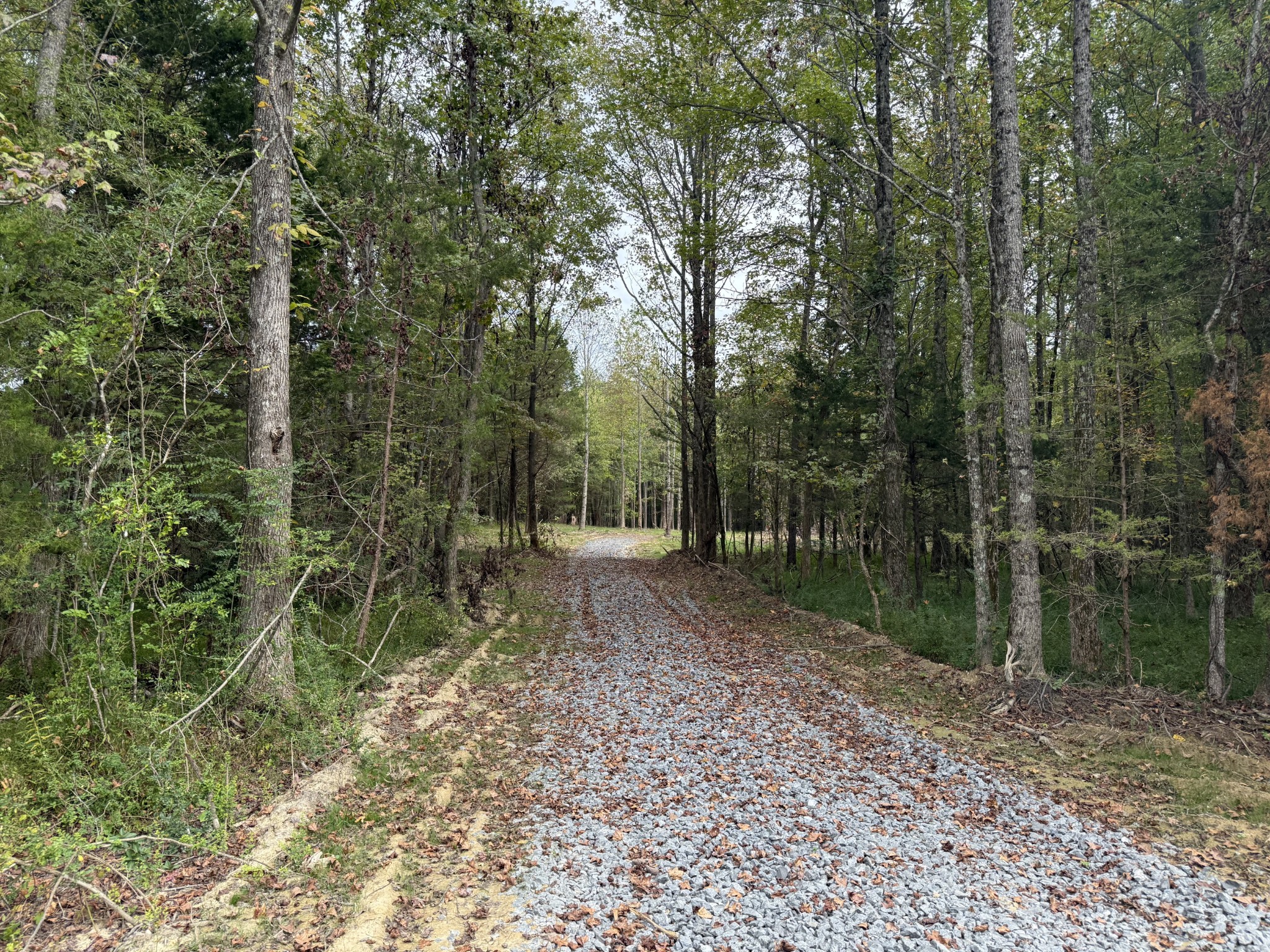 0 Old Baxter Road Silver Point, TN 38582 - Photo 15 of 18 a view of a forest filled with trees