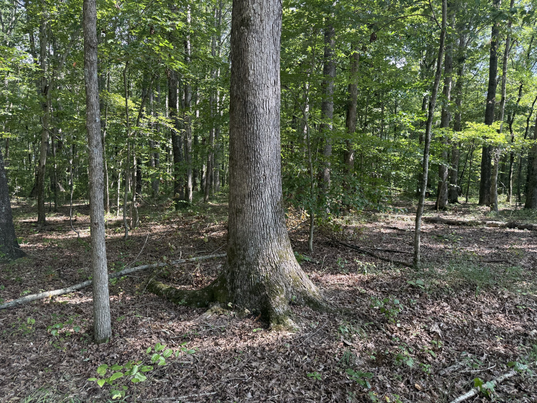 0 Old Baxter Road Silver Point, TN 38582 - Photo 3 of 18 a view of a forest