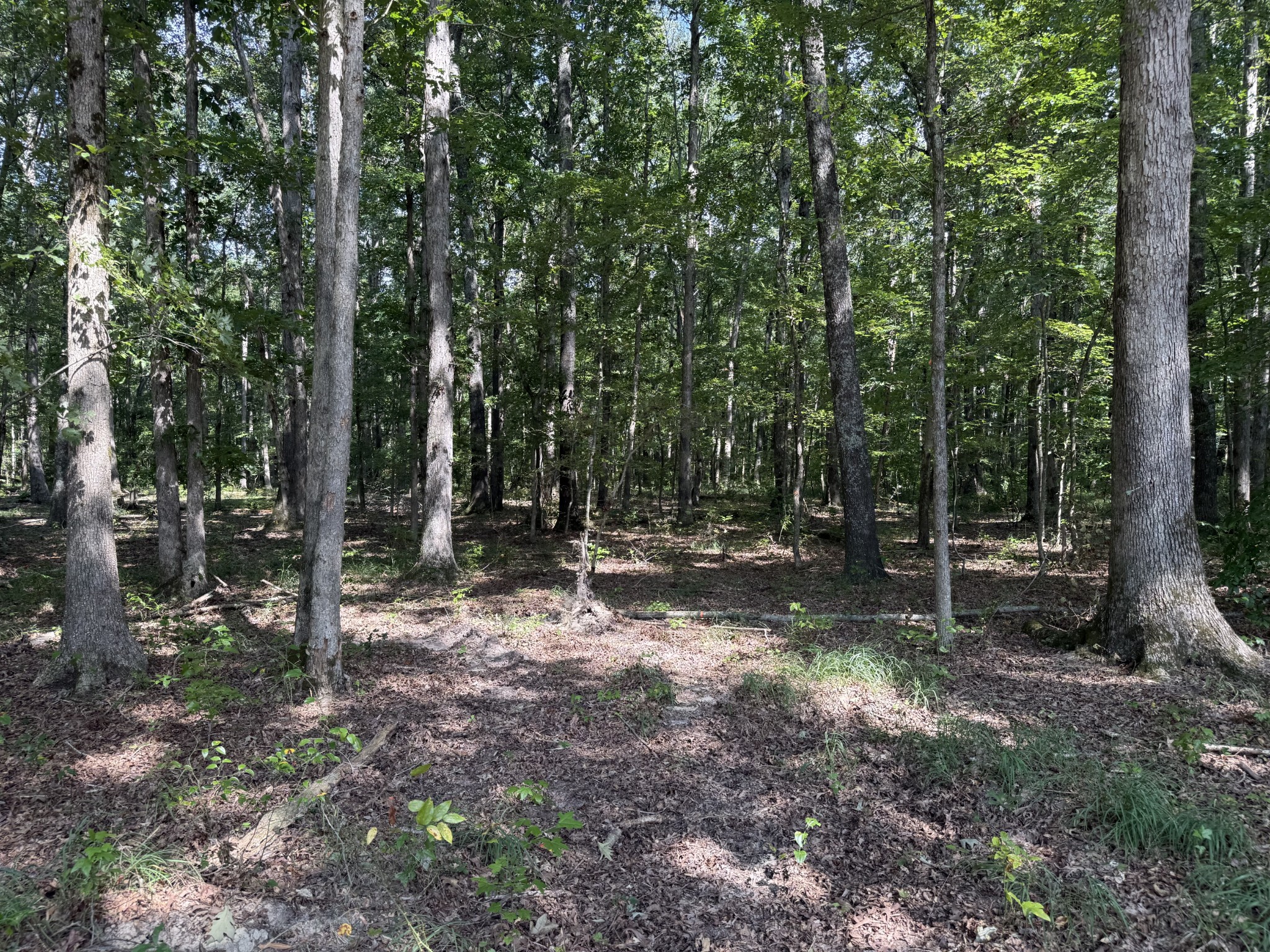 0 Old Baxter Road Silver Point, TN 38582 - Photo 9 of 18 a backyard of a house with lots of green space