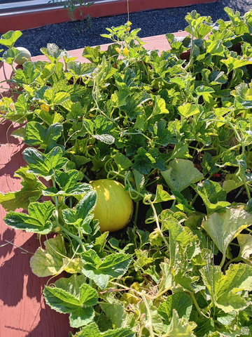 151 North Welden Way Layton, UT 84041 - Photo 57 of 72 Raised garden bed featuring lush green foliage and developing produce