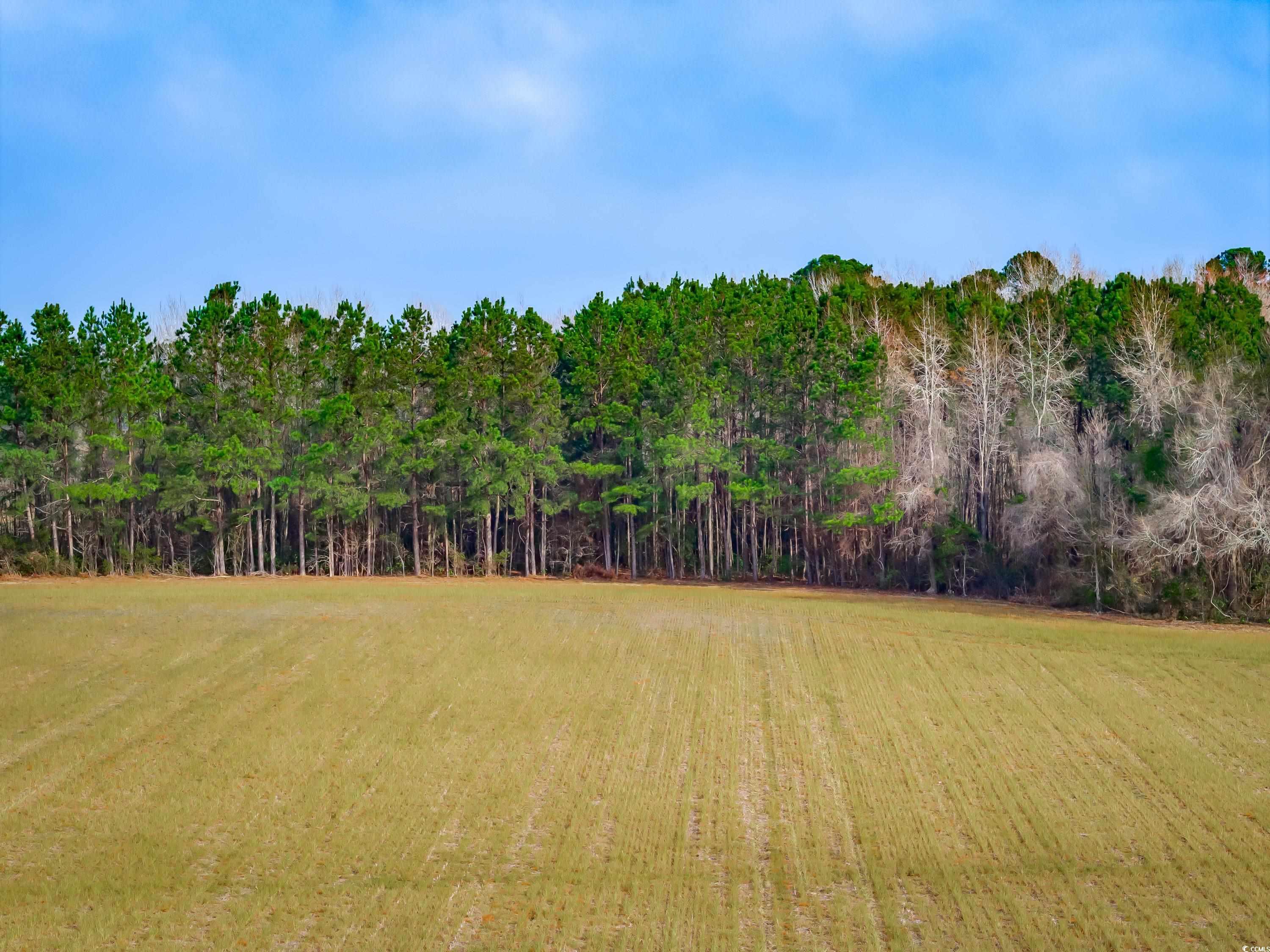 4705 Carolina Road Green Sea, SC 29545 - Photo 5 of 11