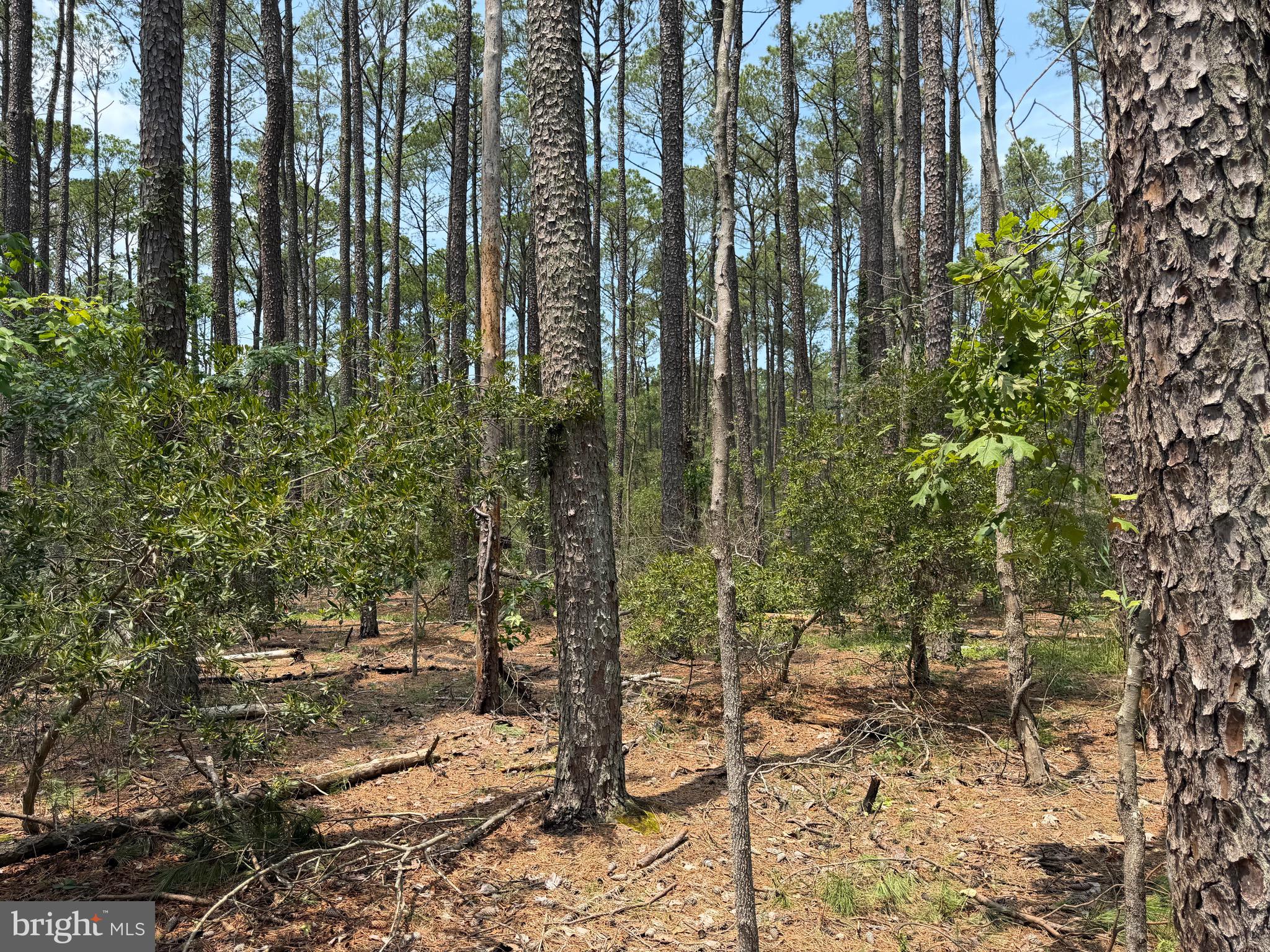 0 Hooper Neck Road Madison, MD 21648 - Photo 107 of 129