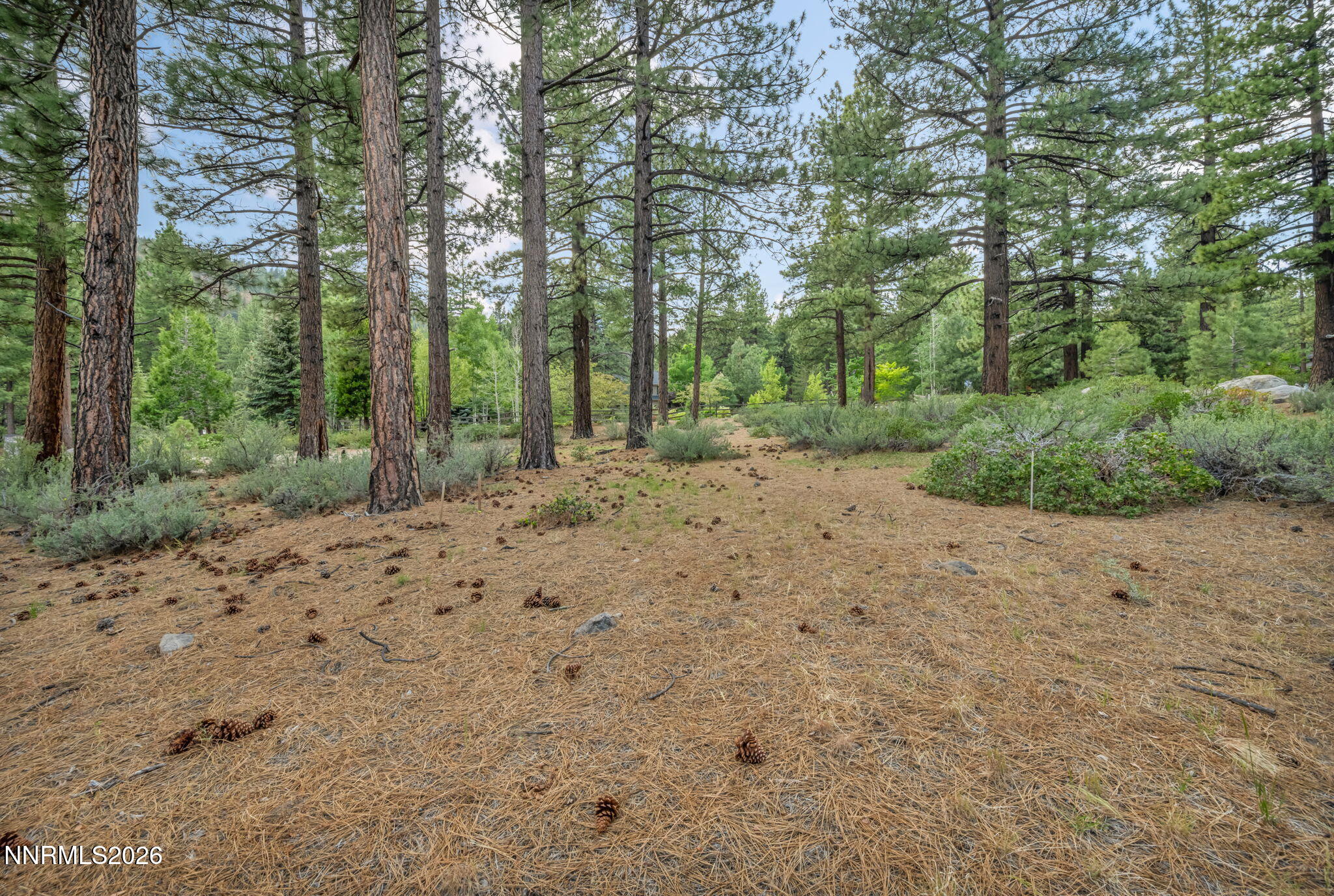 307 East Jeffrey Pine Road Reno, NV 89511 - Photo 6 of 22 a view of a dirt road with trees in the background