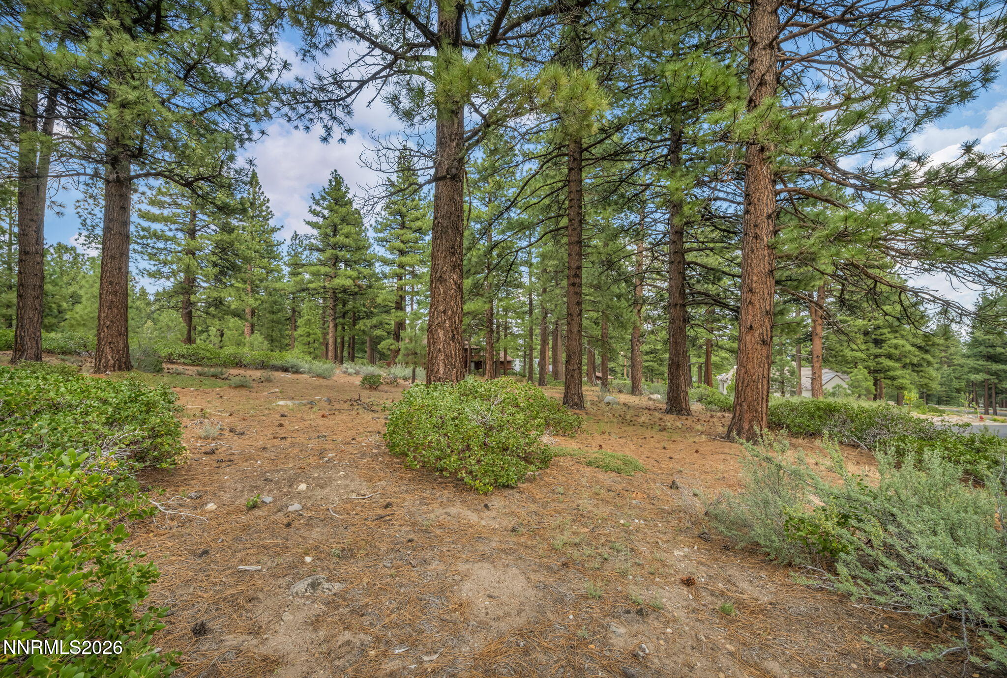 307 East Jeffrey Pine Road Reno, NV 89511 - Photo 7 of 22 a big yard with lots of green space and trees