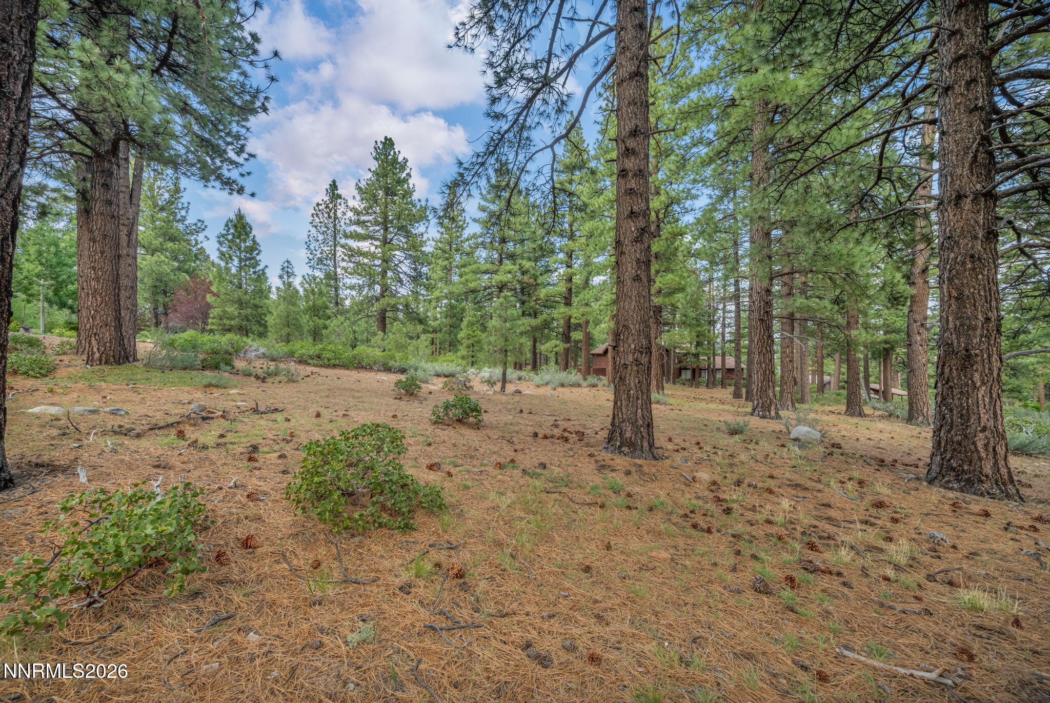 307 East Jeffrey Pine Road Reno, NV 89511 - Photo 8 of 22 a view of a forest filled with trees