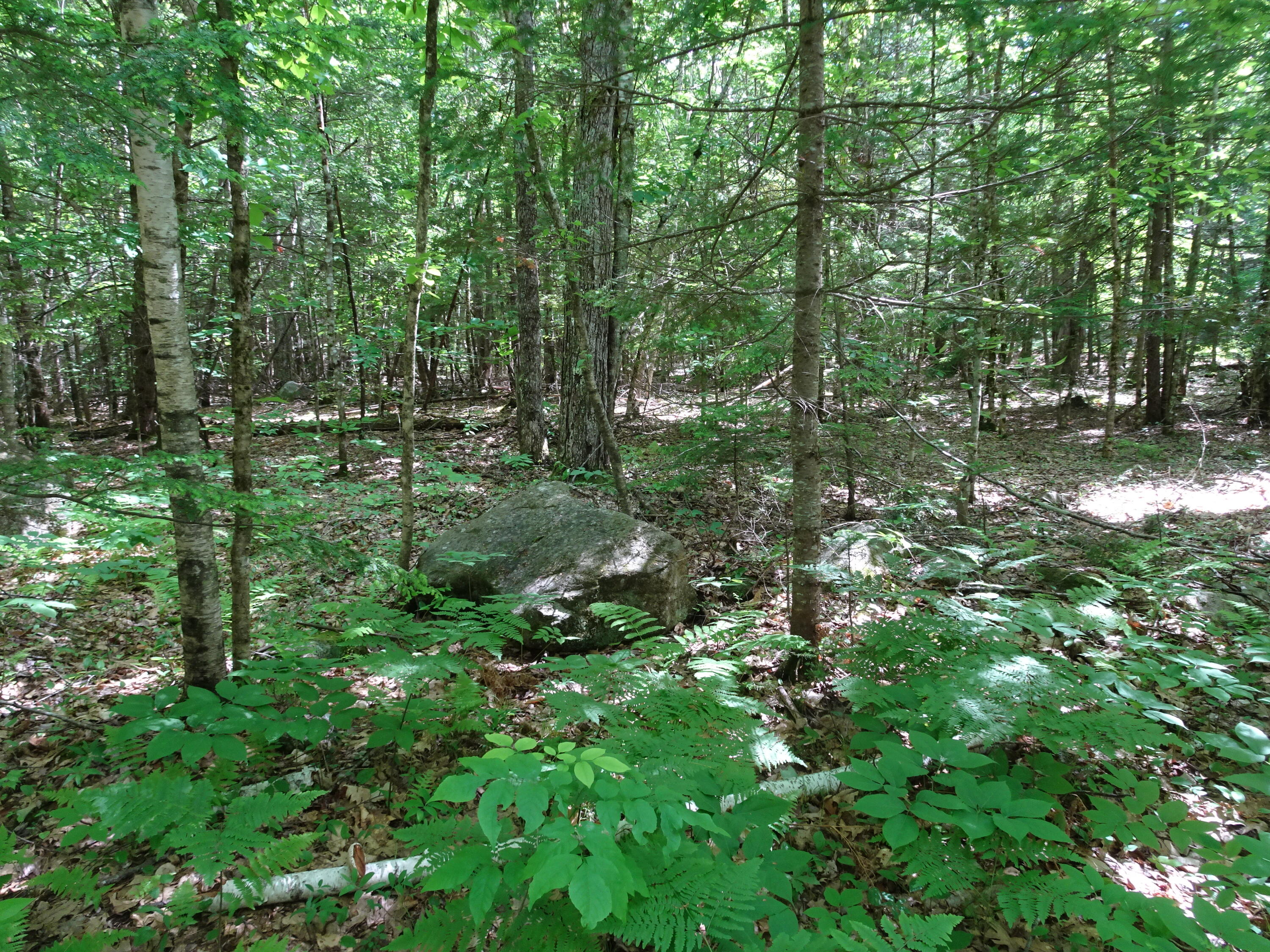 284 Webbs Mills Road Raymond, ME 04071 - Photo 26 of 33 Forest