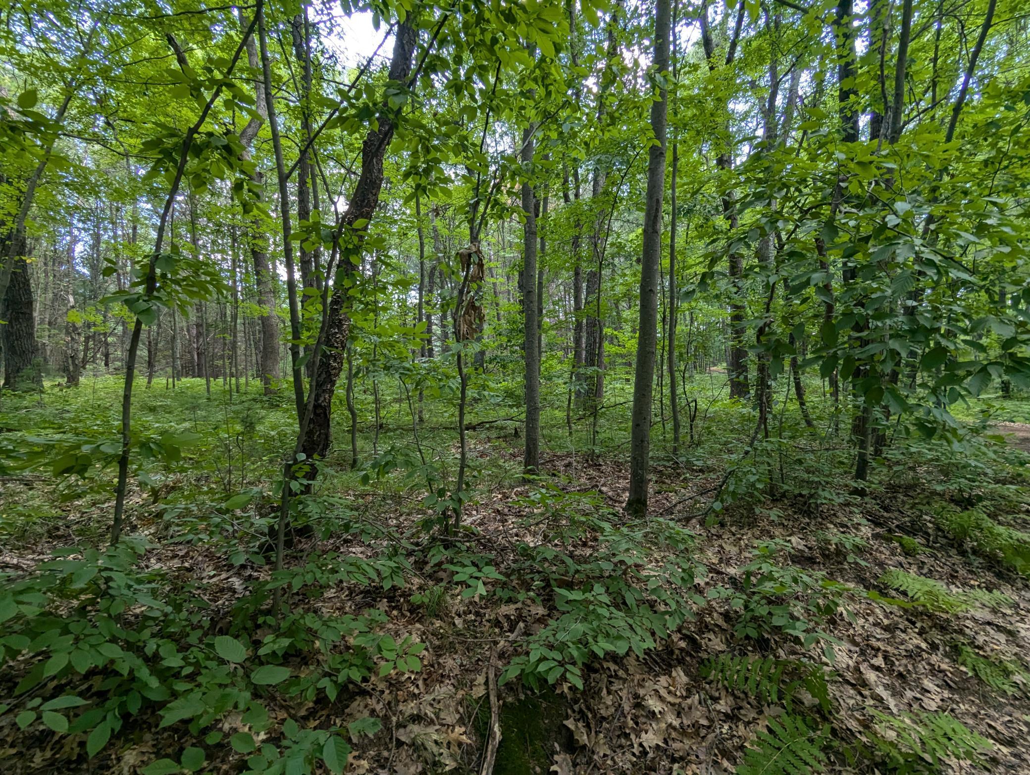 Lot 5 Fosmo Webster, WI 54893 - Photo 4 of 16