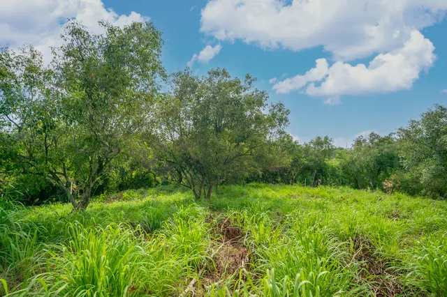 a view of a big yard with large trees