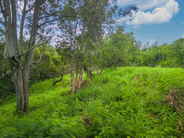 a view of lush green forest