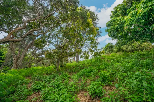 a view of a lush green forest