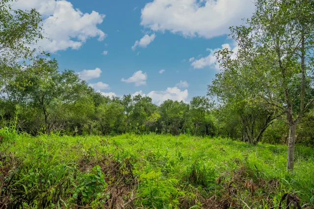 a view of a lush green space