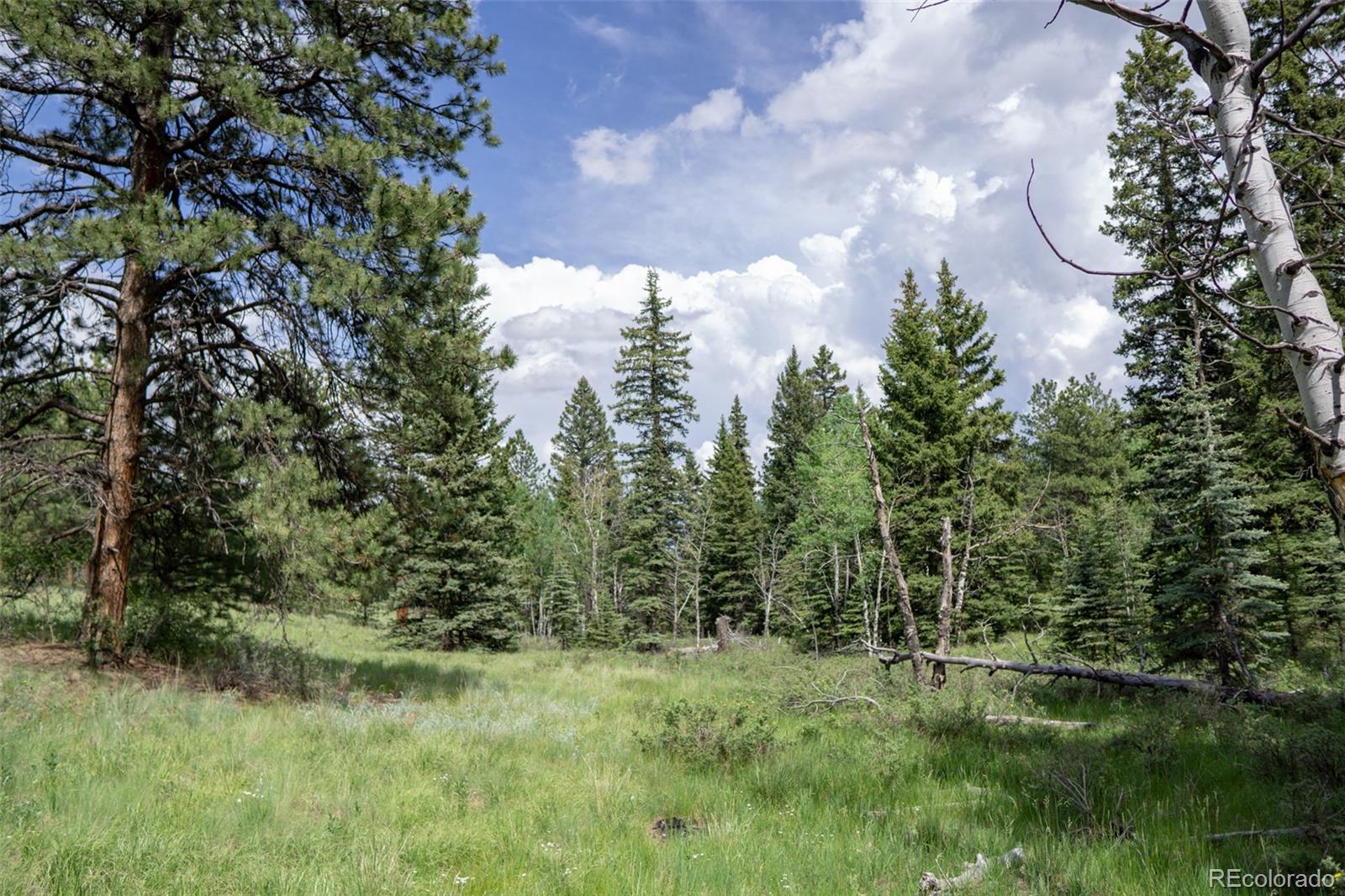 402 Double Tree Road Bailey, CO 80421 - Photo 2 of 11