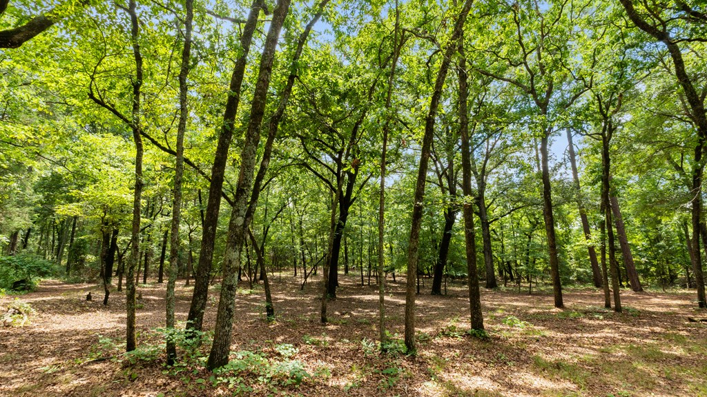 897 Buffalo Road Box Springs, GA 31801 - Photo 7 of 48 view looking from the wrap around front porch of c