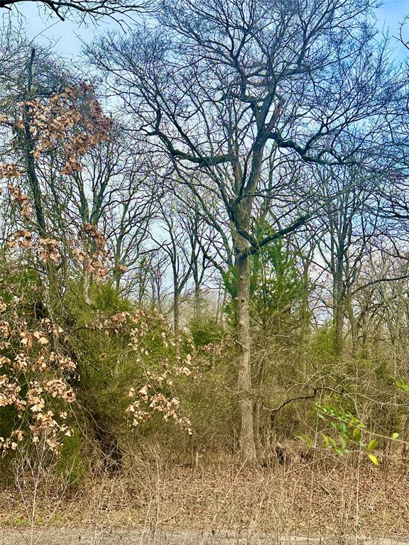 0 Daniel Boone Lane Log Cabin, TX 75148 - Photo 4 of 10 Wooded lot