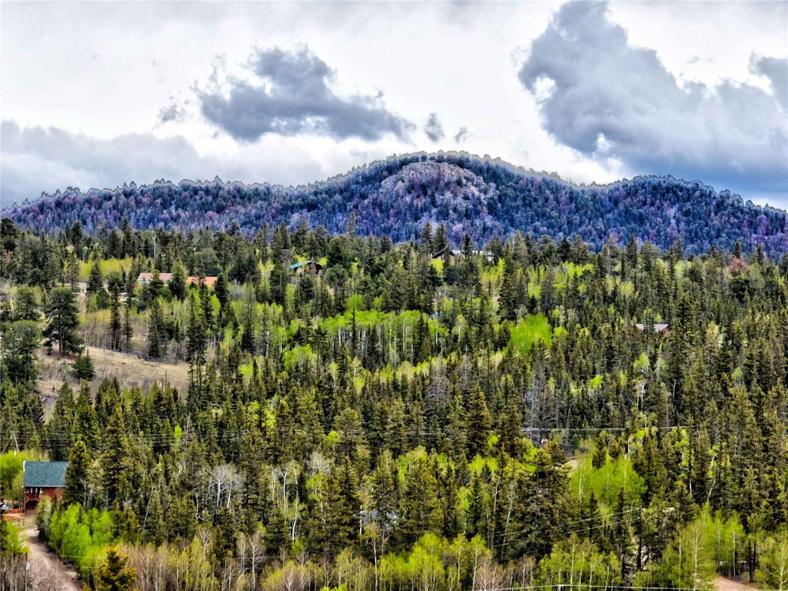 71 Mallard Road Como, CO 80432 - Photo 14 of 16 a view of a bunch of trees and flowers