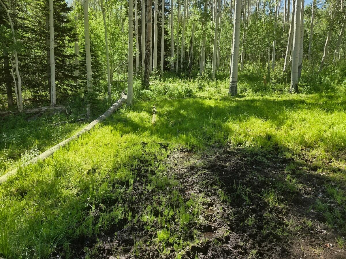 40 Acres Summit Mountain Road Brian Head, UT 84719 - Photo 21 of 32 Spring1