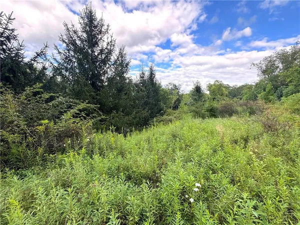 a view of a lush green space