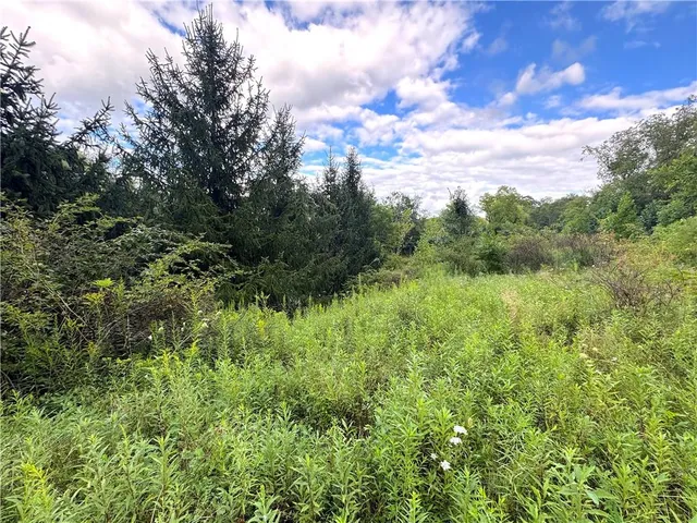 a view of a lush green space