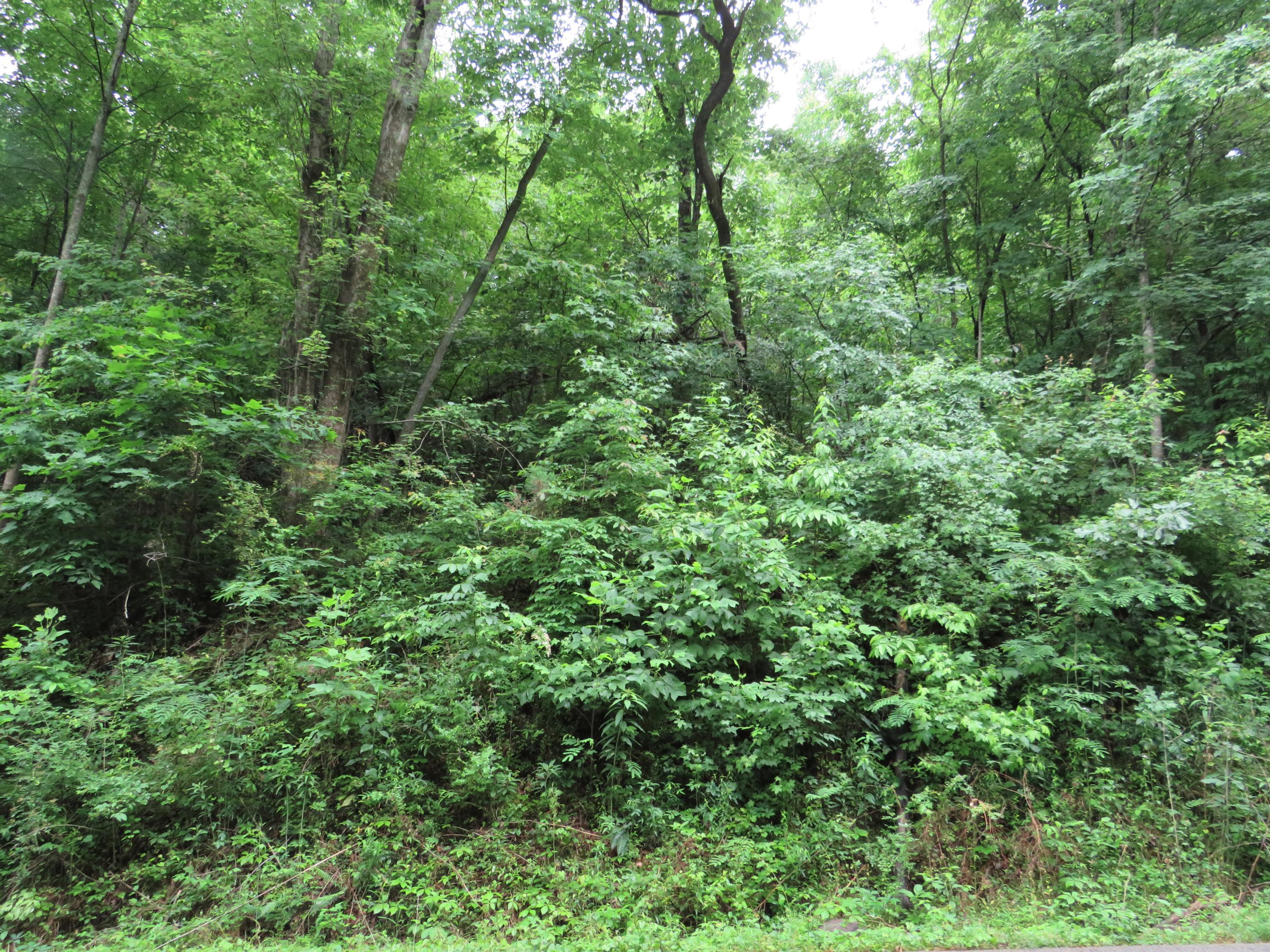 Emory Heights Road Harriman, TN 37748 - Photo 4 of 6 PIC003