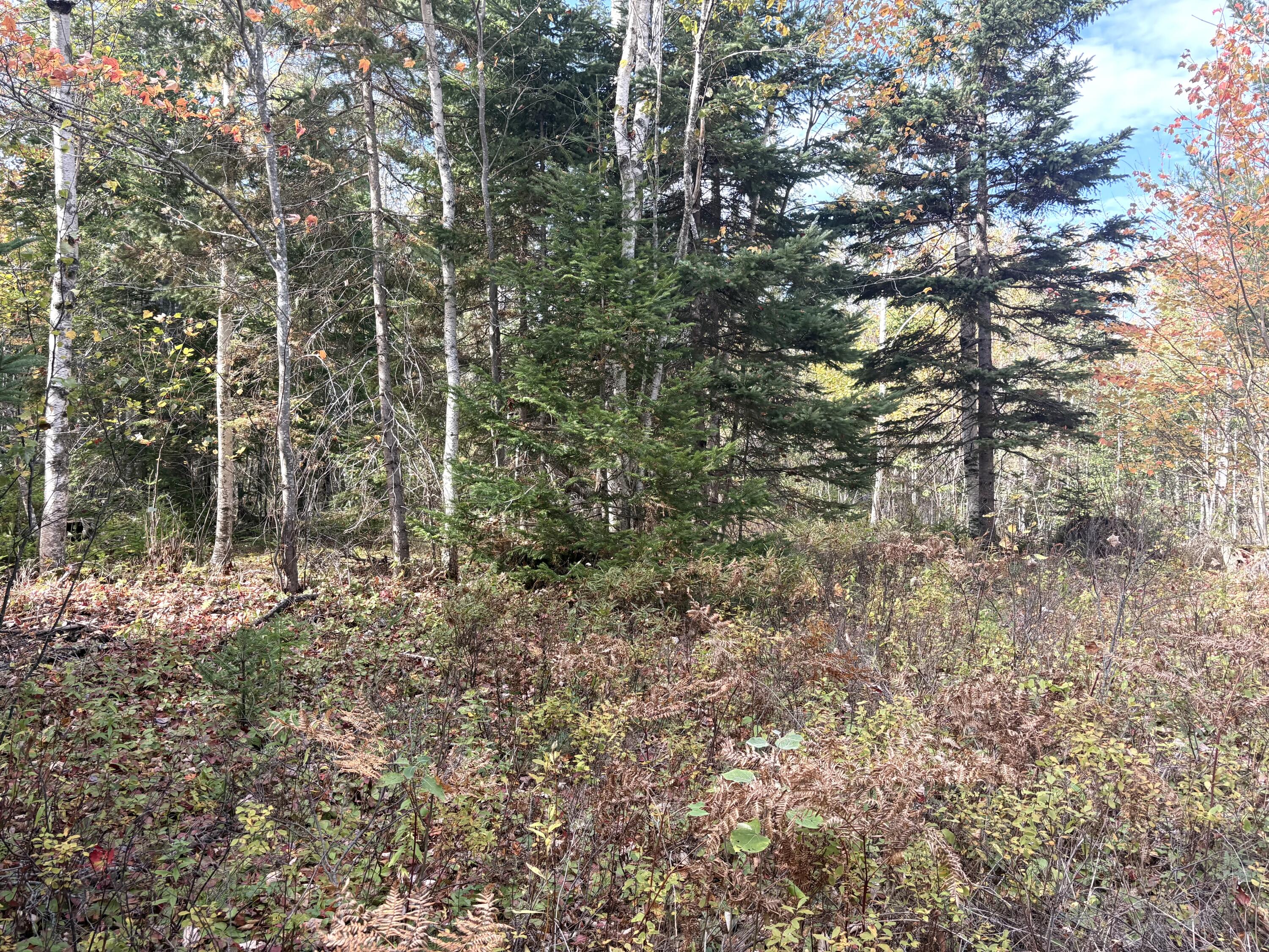 Lot 22 Off South Meadow Perry, ME 04667 - Photo 11 of 15 IMG_0309