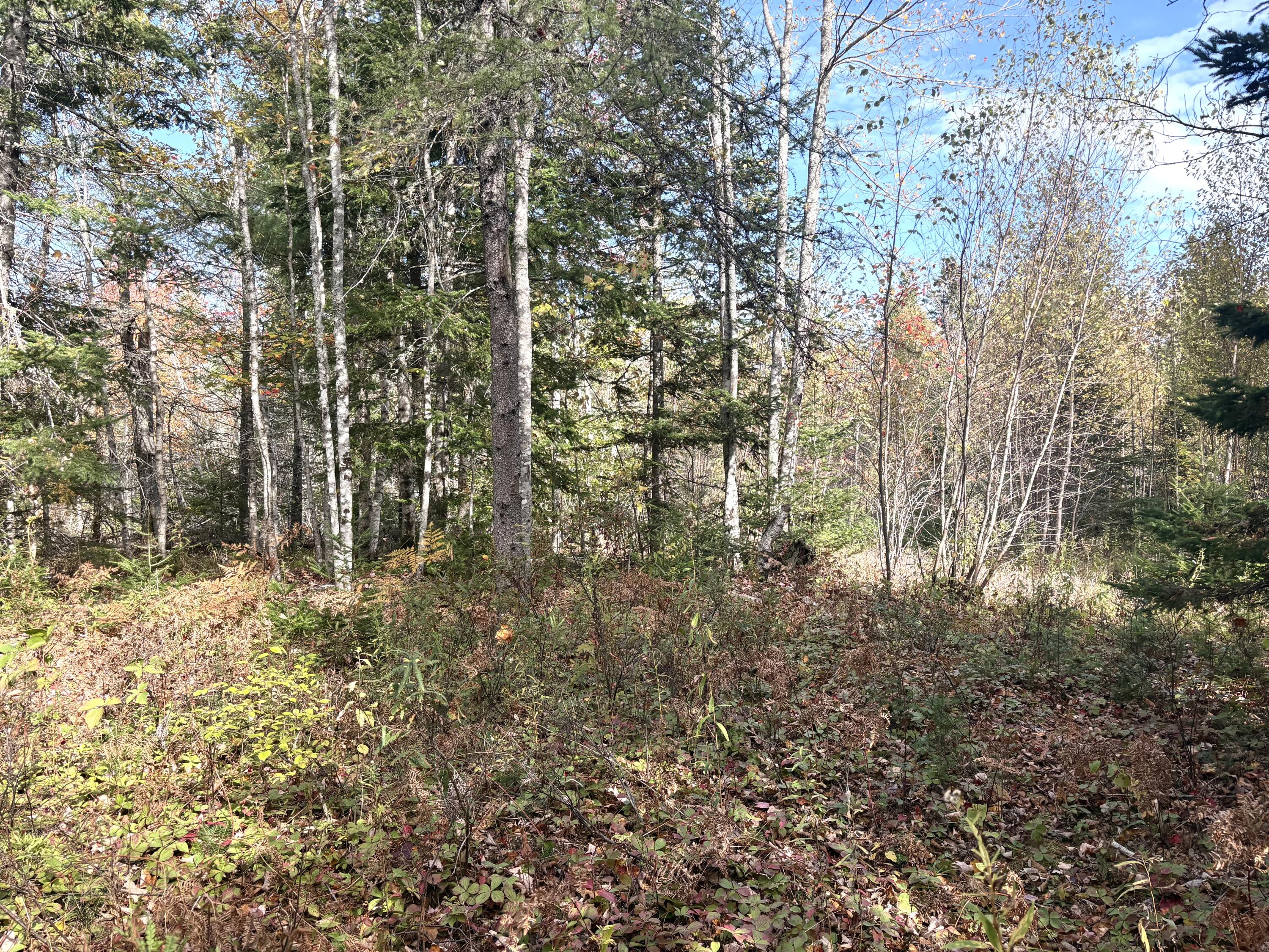 Lot 22 Off South Meadow Perry, ME 04667 - Photo 12 of 15 IMG_0310