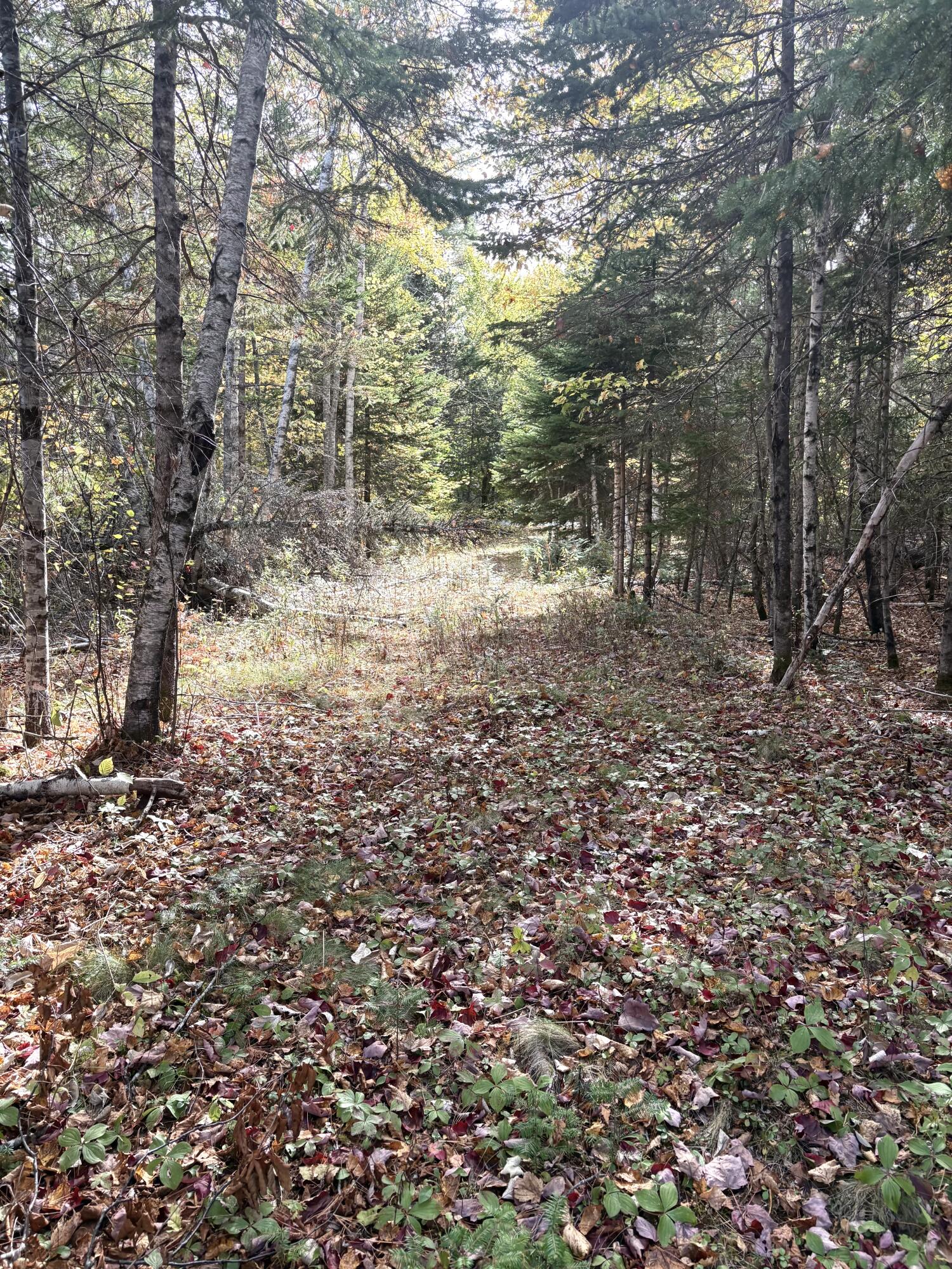 Lot 22 Off South Meadow Perry, ME 04667 - Photo 13 of 15 IMG_0311
