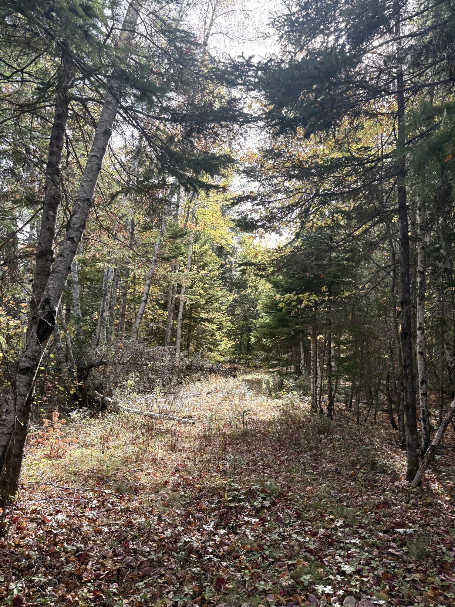 Lot 22 Off South Meadow Perry, ME 04667 - Photo 14 of 15 IMG_0312